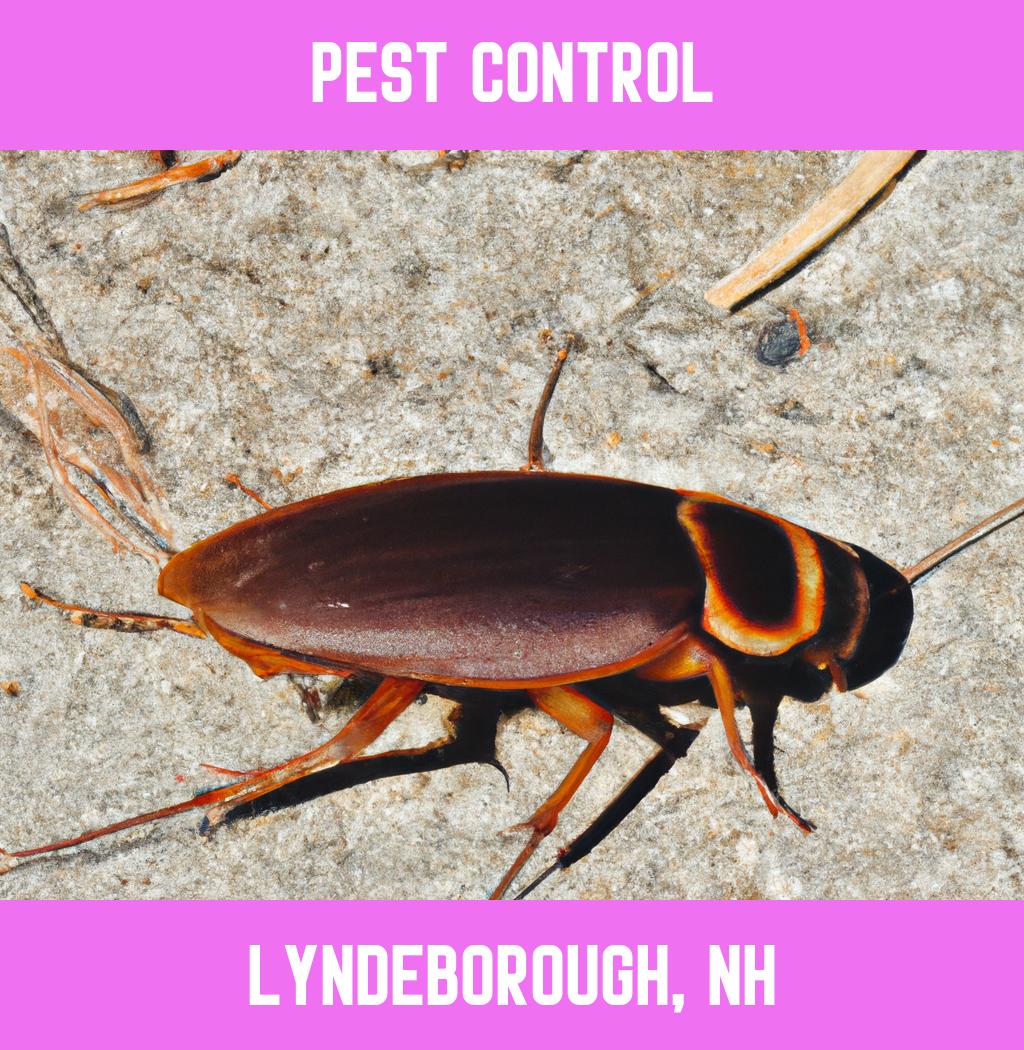 pest control in Lyndeborough New Hampshire