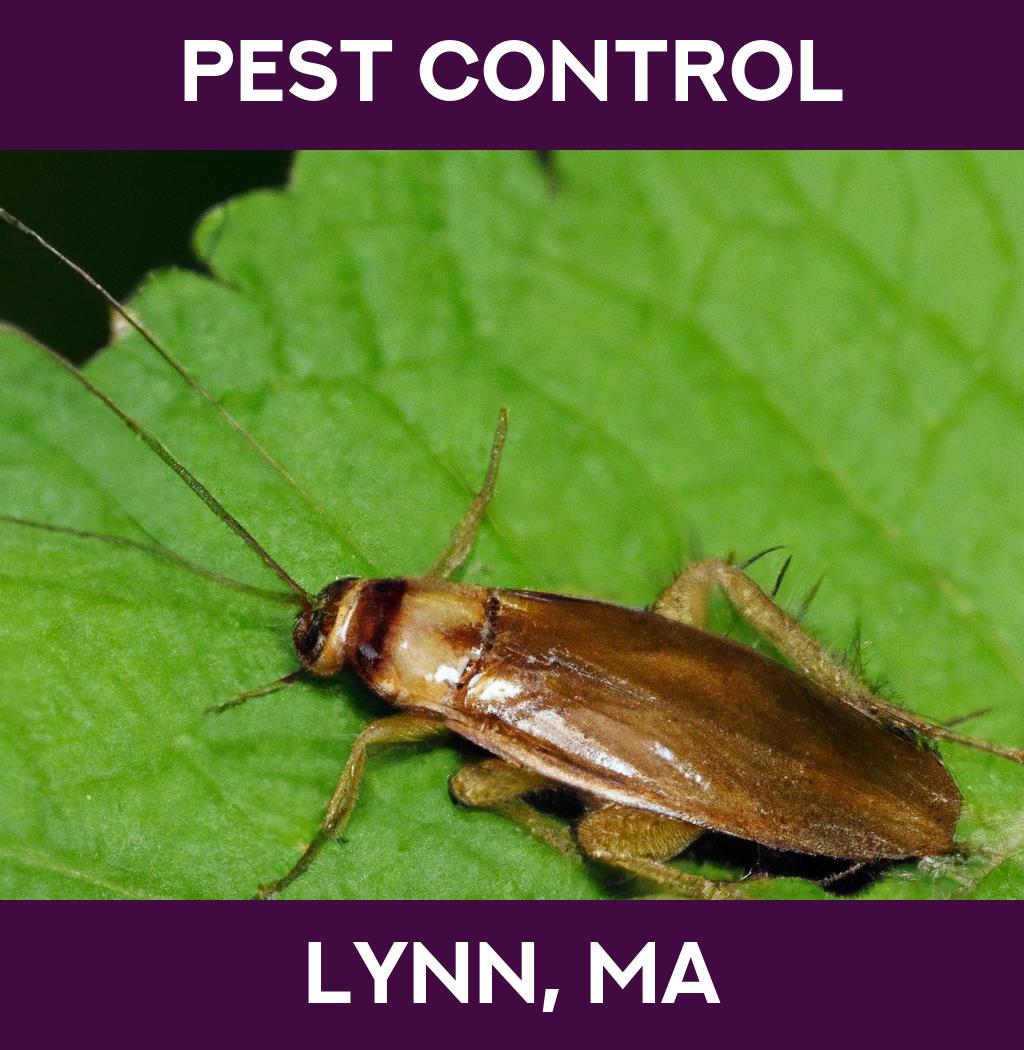 pest control in Lynn Massachusetts