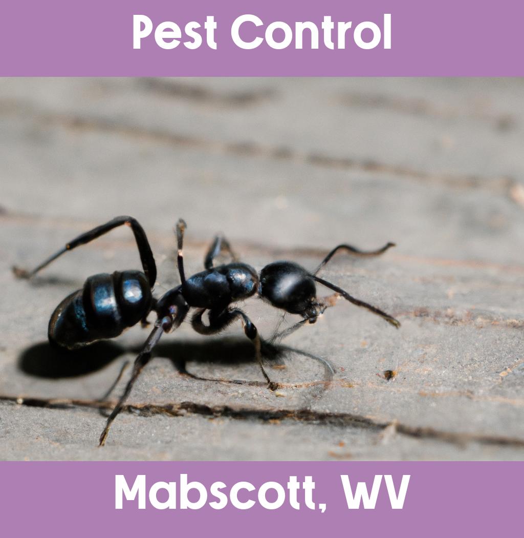 pest control in Mabscott West Virginia