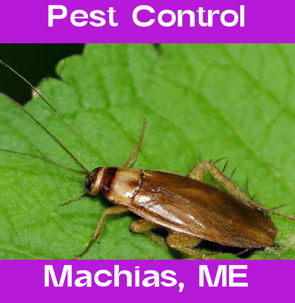 pest control in Machias Maine