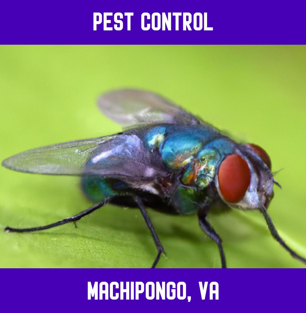 pest control in Machipongo Virginia