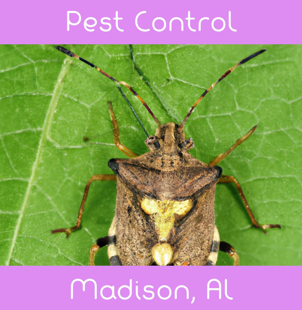 pest control in Madison Alabama