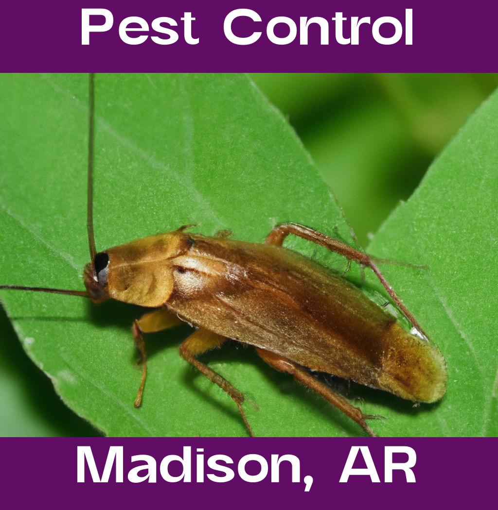 pest control in Madison Arkansas