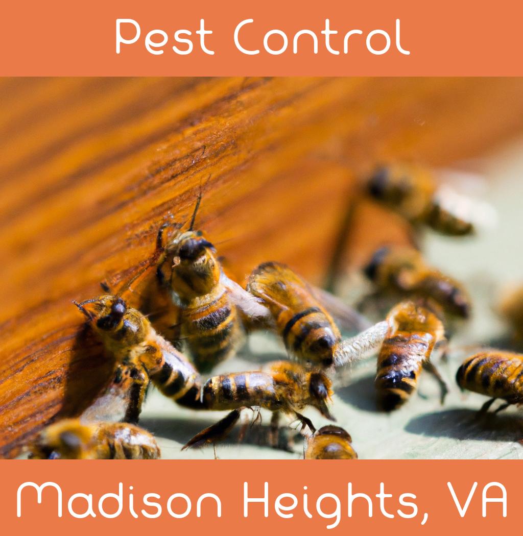 pest control in Madison Heights Virginia