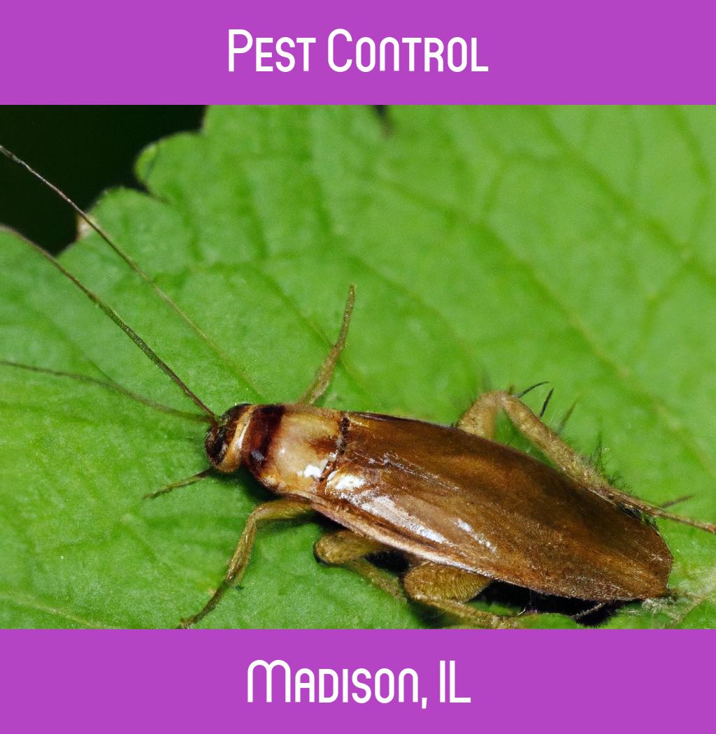 pest control in Madison Illinois