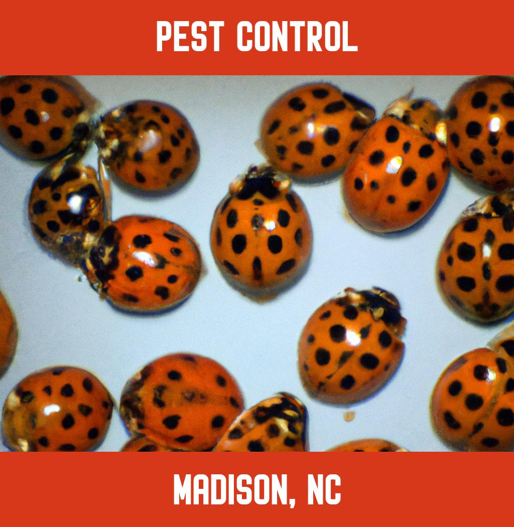 pest control in Madison North Carolina