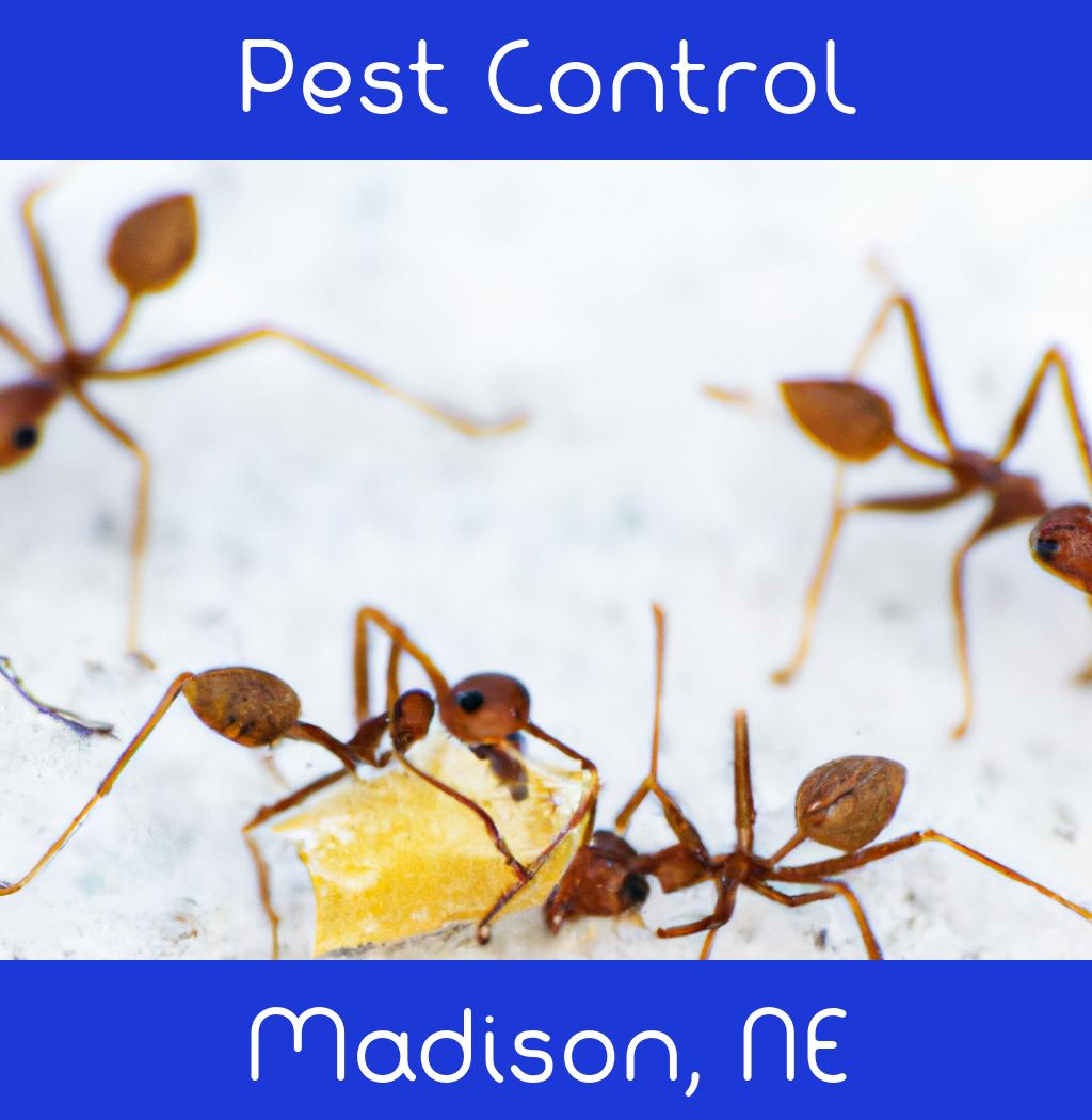 pest control in Madison Nebraska