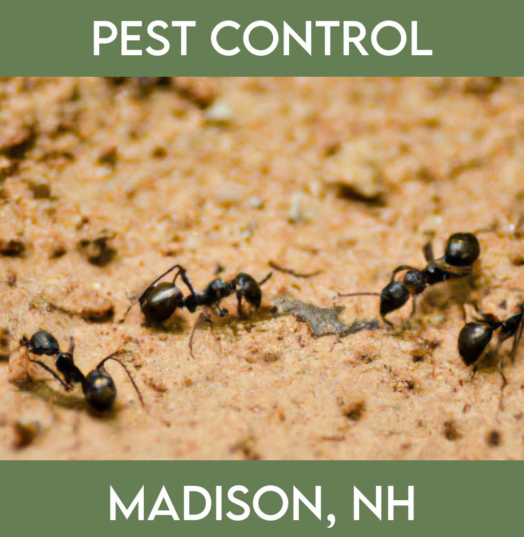 pest control in Madison New Hampshire