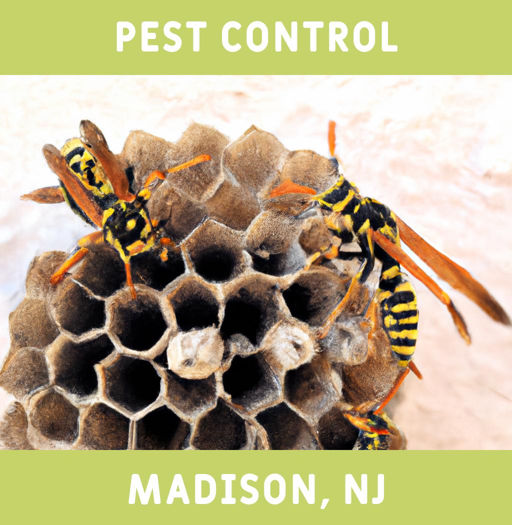 pest control in Madison New Jersey