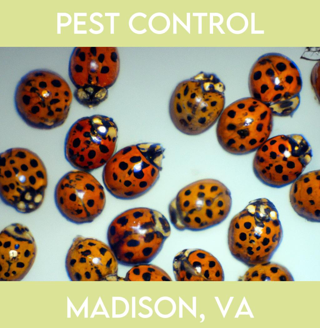 pest control in Madison Virginia