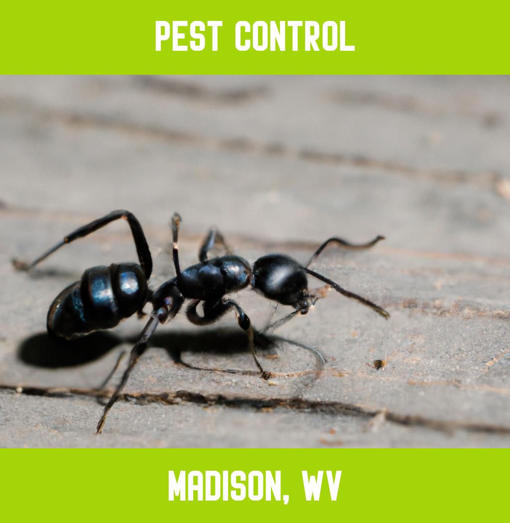 pest control in Madison West Virginia