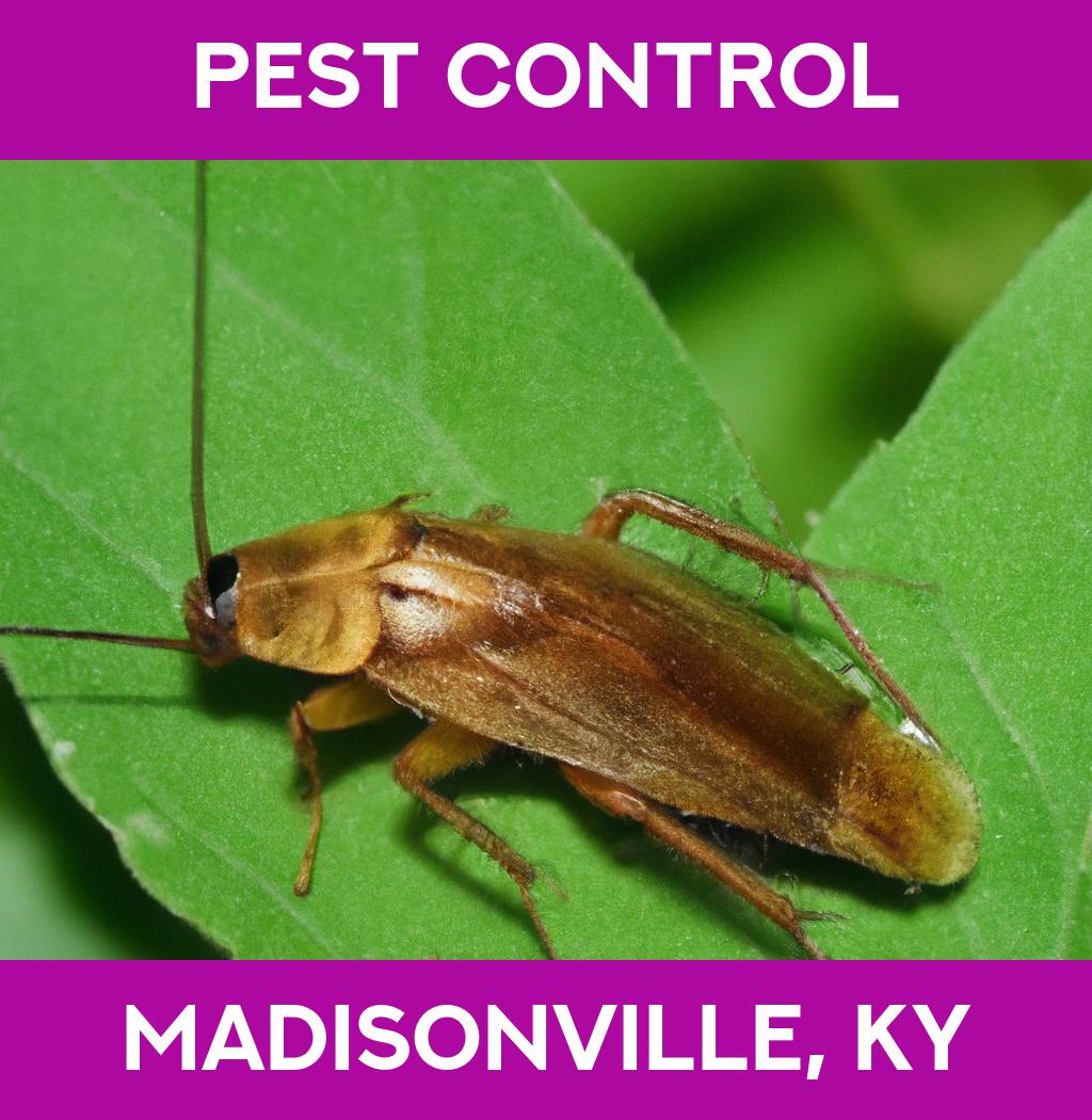 pest control in Madisonville Kentucky