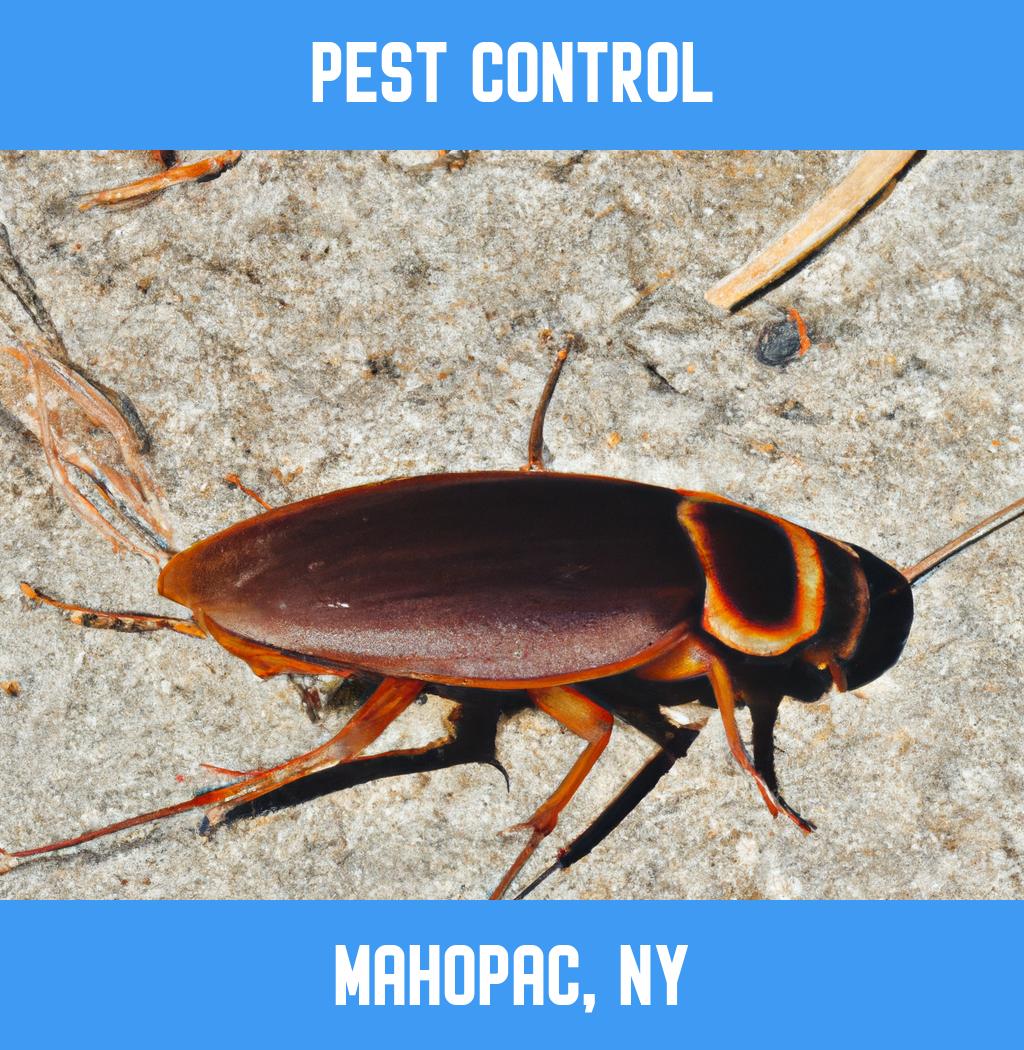 pest control in Mahopac New York