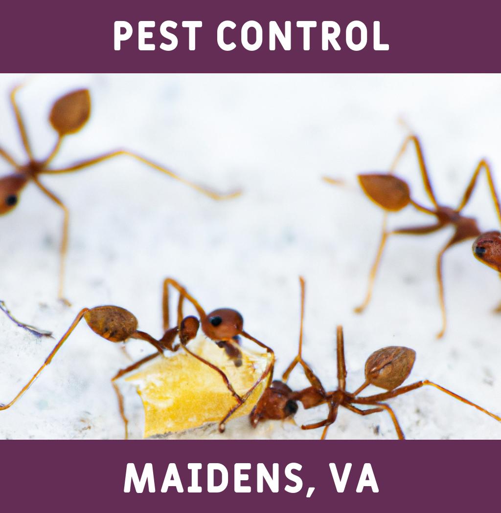 pest control in Maidens Virginia