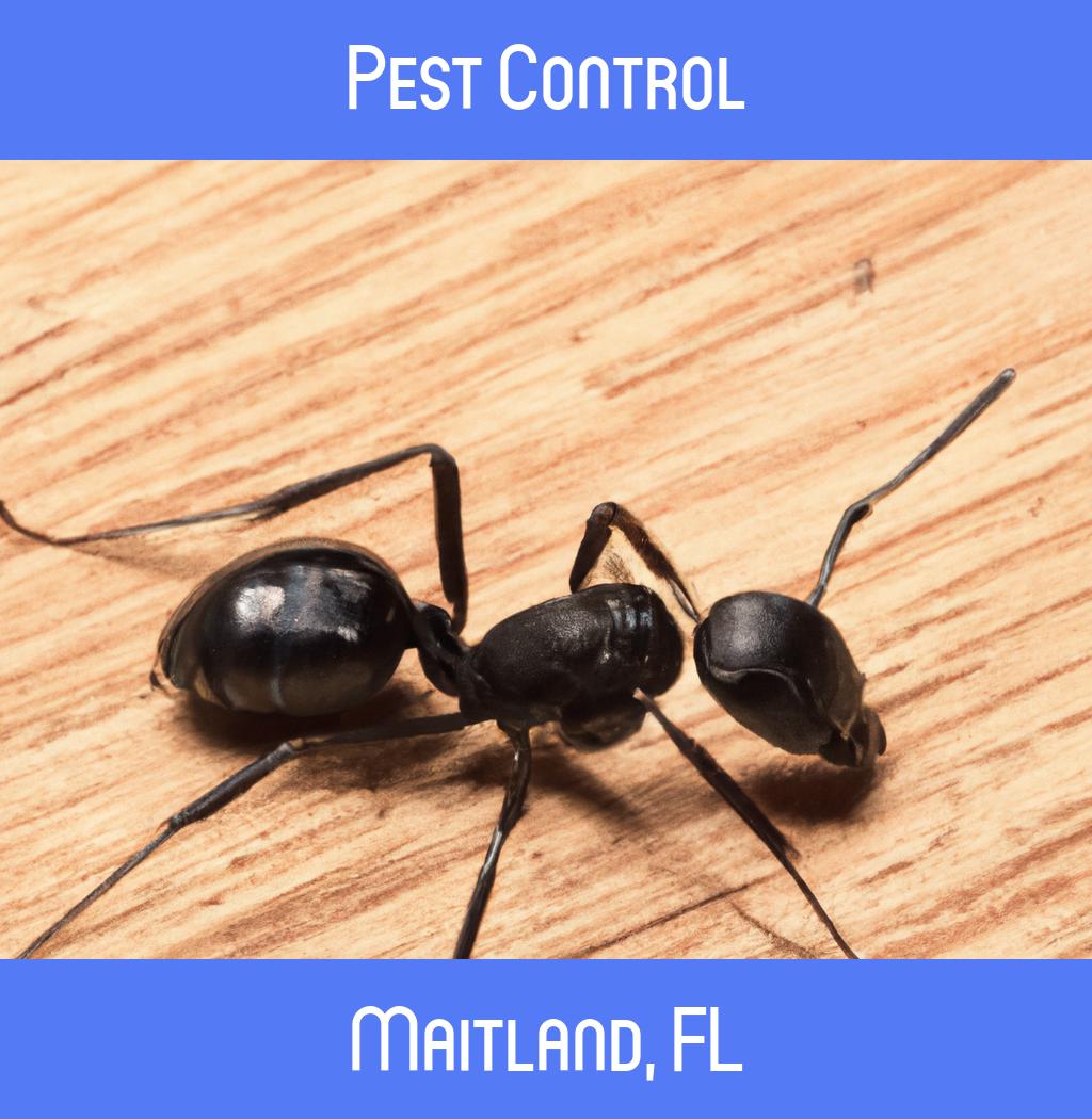 pest control in Maitland Florida