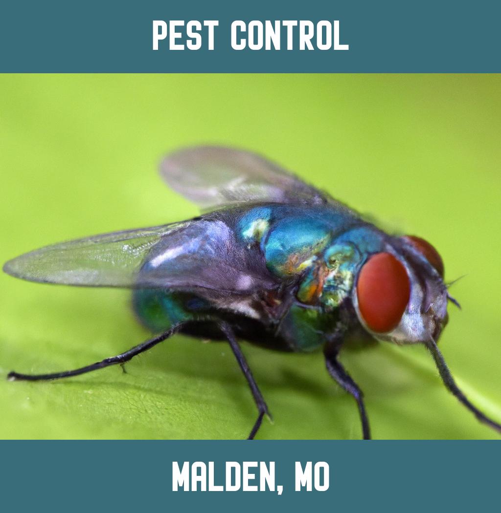pest control in Malden Missouri