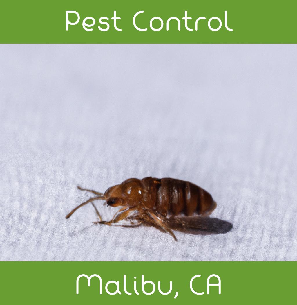 pest control in Malibu California