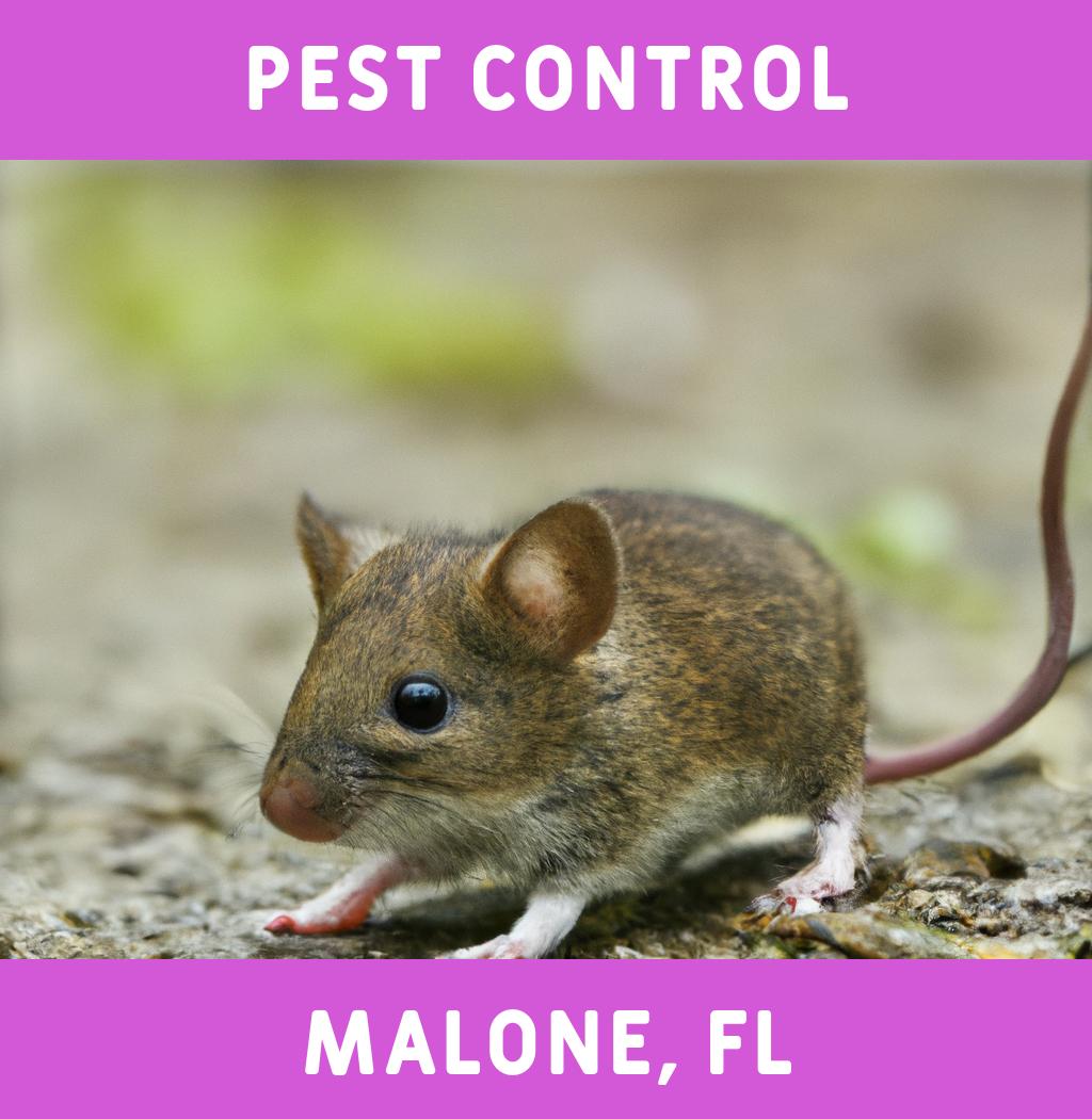 pest control in Malone Florida