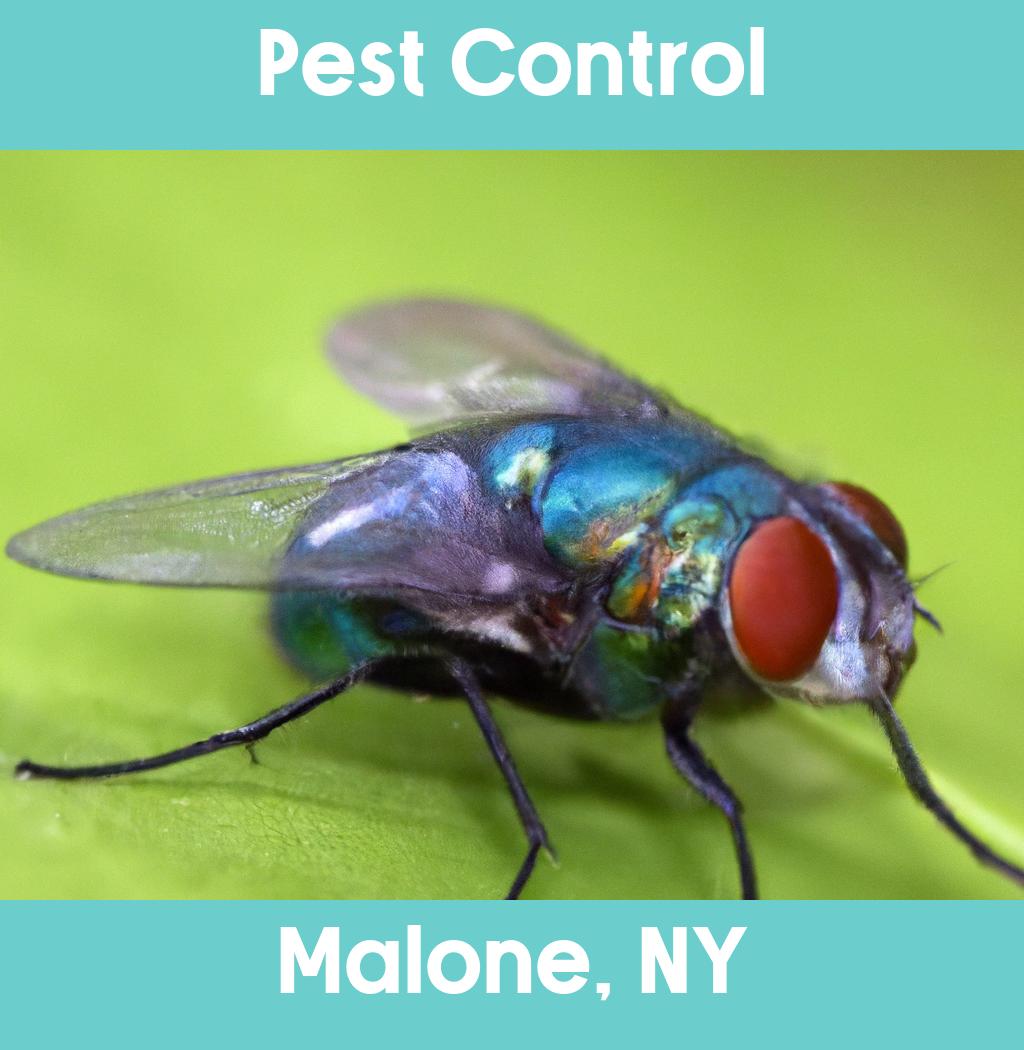 pest control in Malone New York