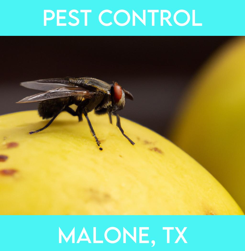 pest control in Malone Texas