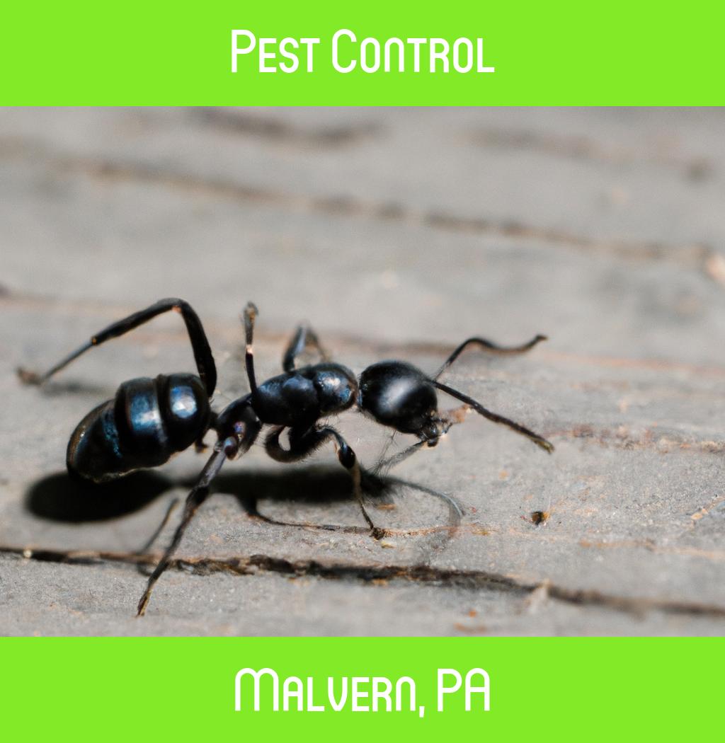 pest control in Malvern Pennsylvania