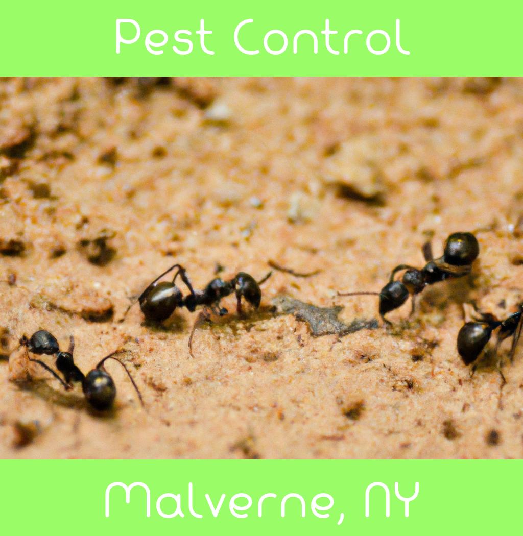 pest control in Malverne New York