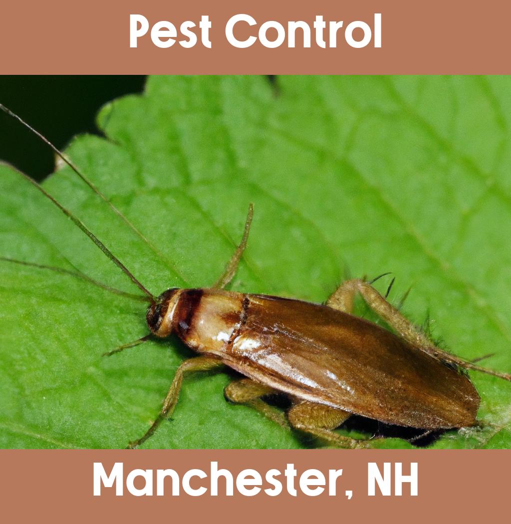 pest control in Manchester New Hampshire