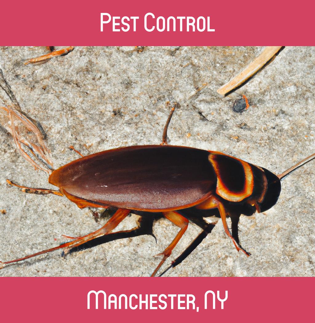 pest control in Manchester New York