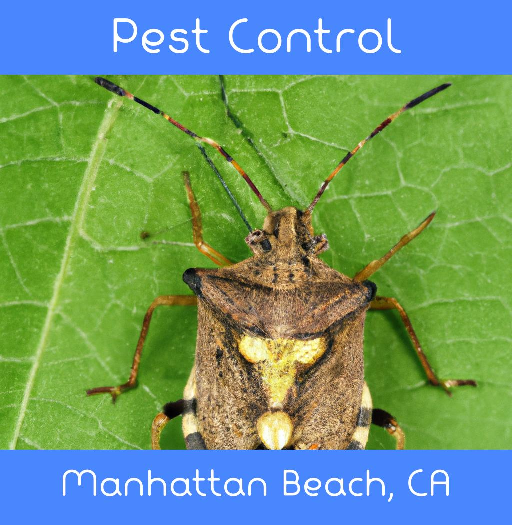 pest control in Manhattan Beach California