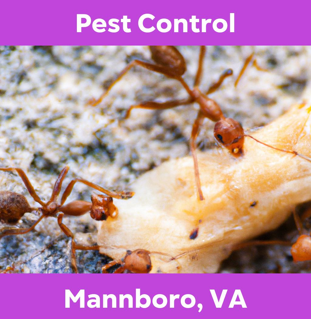 pest control in Mannboro Virginia