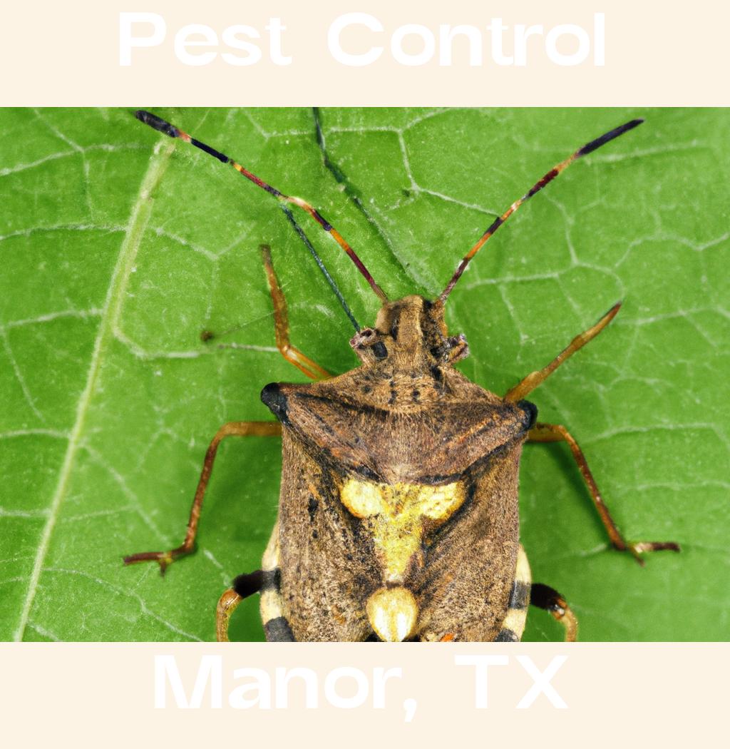 pest control in Manor Texas