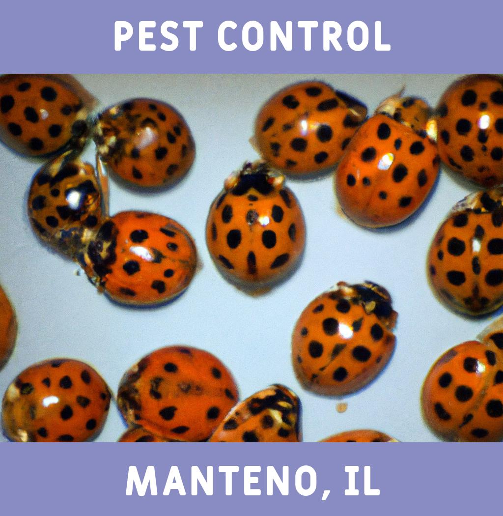 pest control in Manteno Illinois