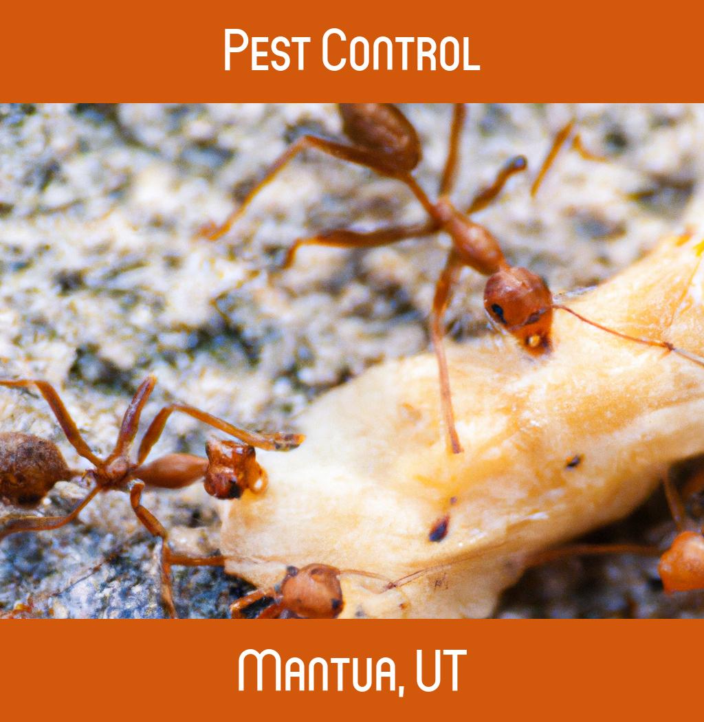 pest control in Mantua Utah