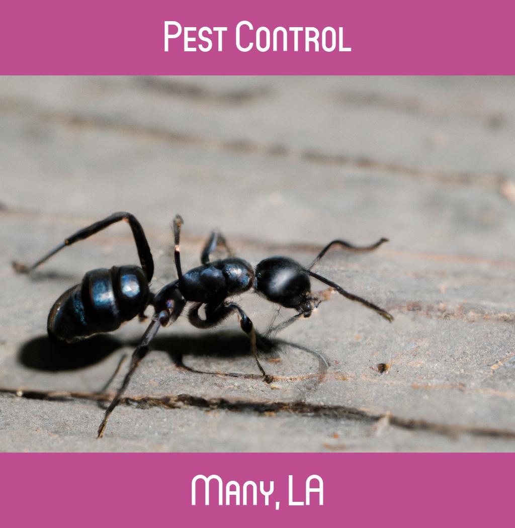 pest control in Many Louisiana