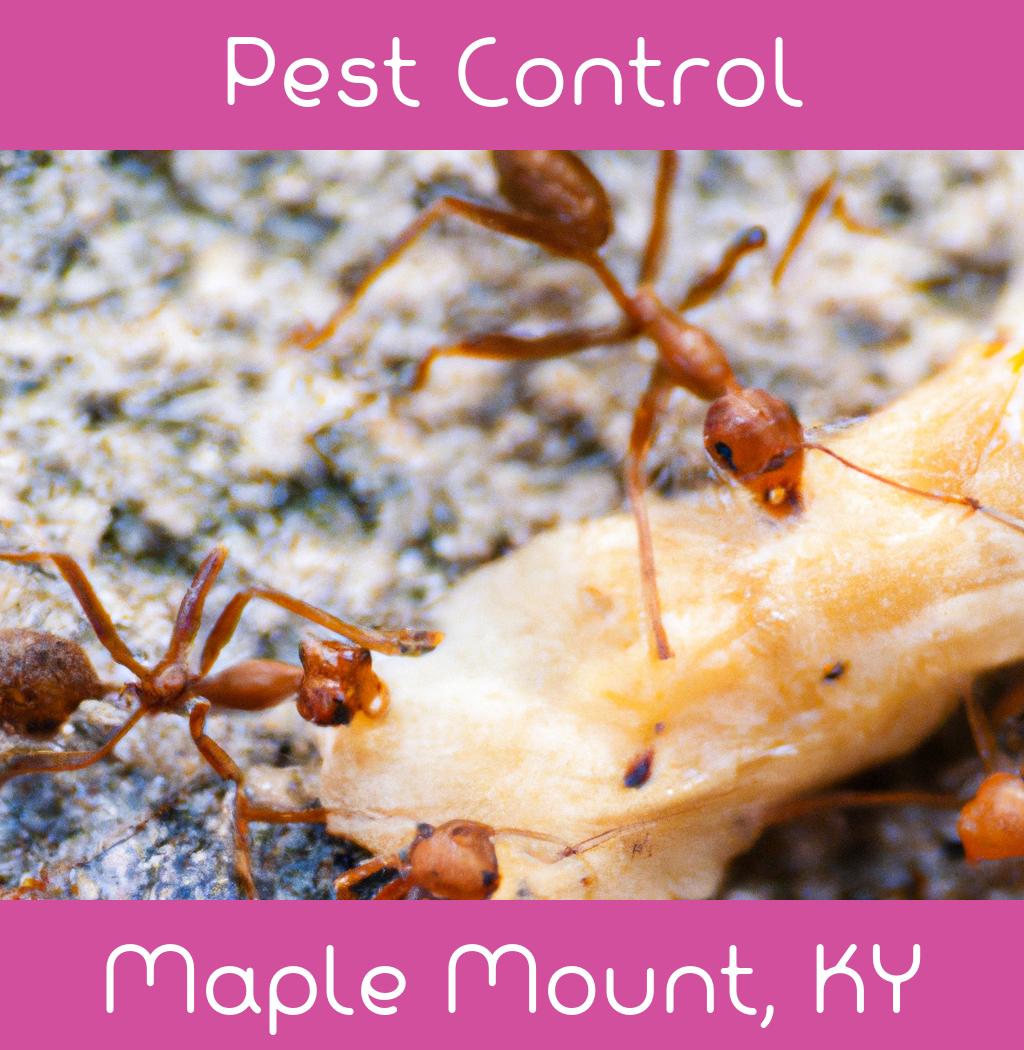 pest control in Maple Mount Kentucky