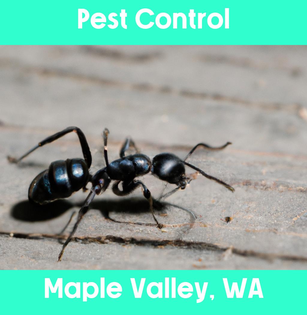 pest control in Maple Valley Washington