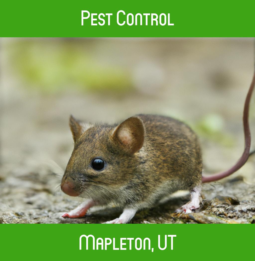 pest control in Mapleton Utah