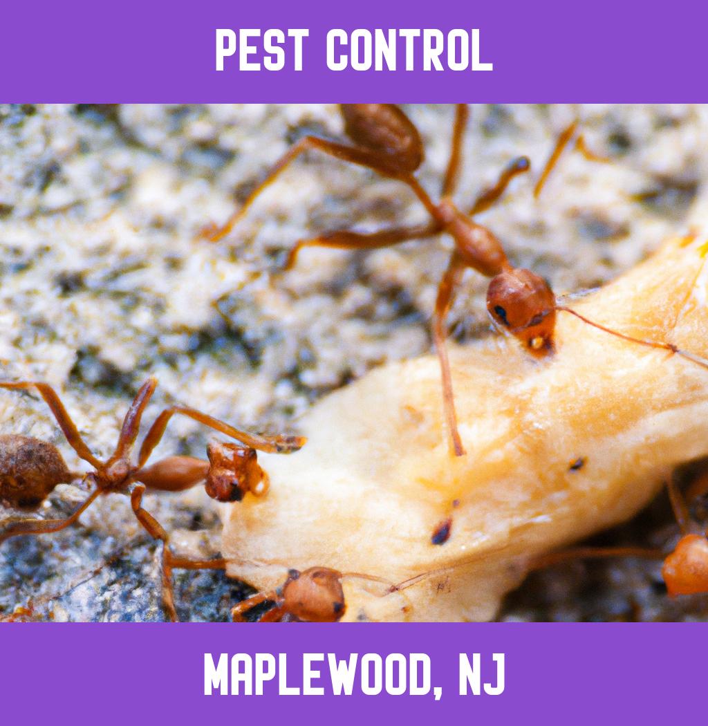 pest control in Maplewood New Jersey