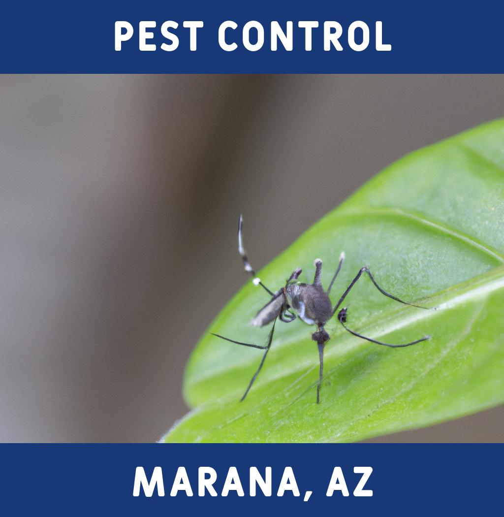 pest control in Marana Arizona