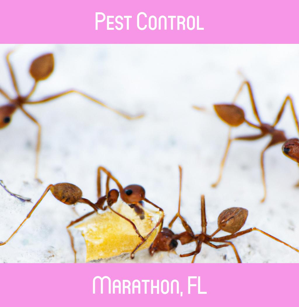 pest control in Marathon Florida