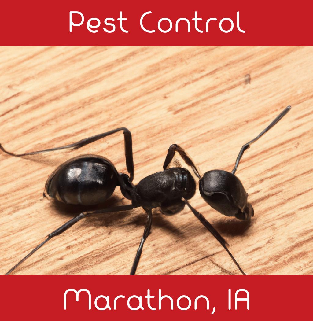 pest control in Marathon Iowa