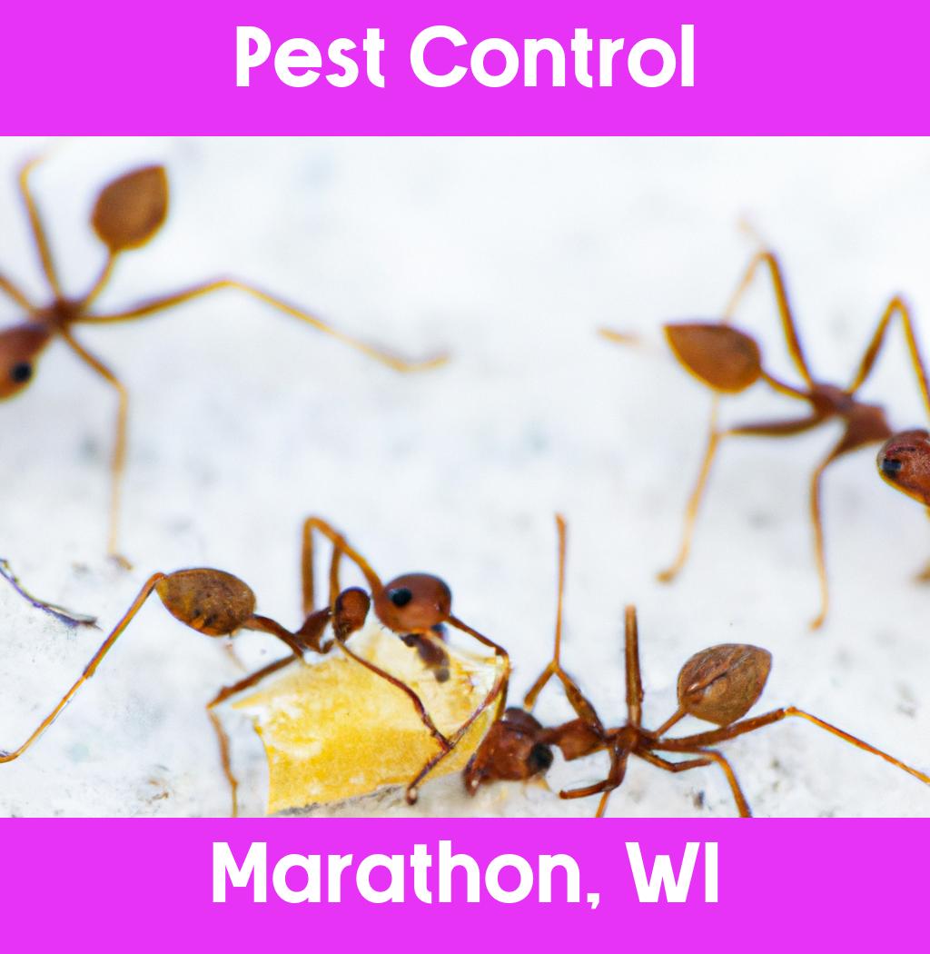 pest control in Marathon Wisconsin