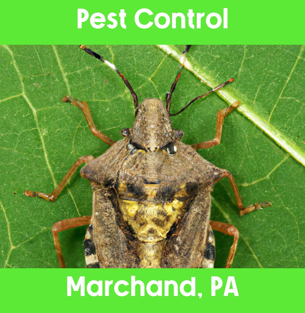 pest control in Marchand Pennsylvania