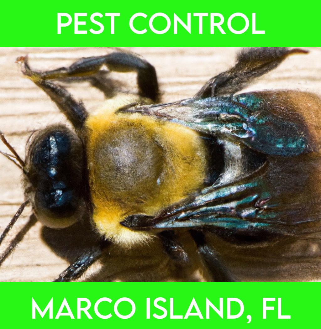 pest control in Marco Island Florida