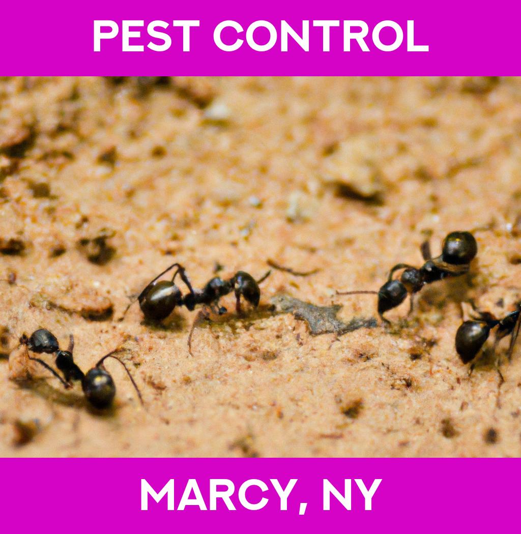 pest control in Marcy New York