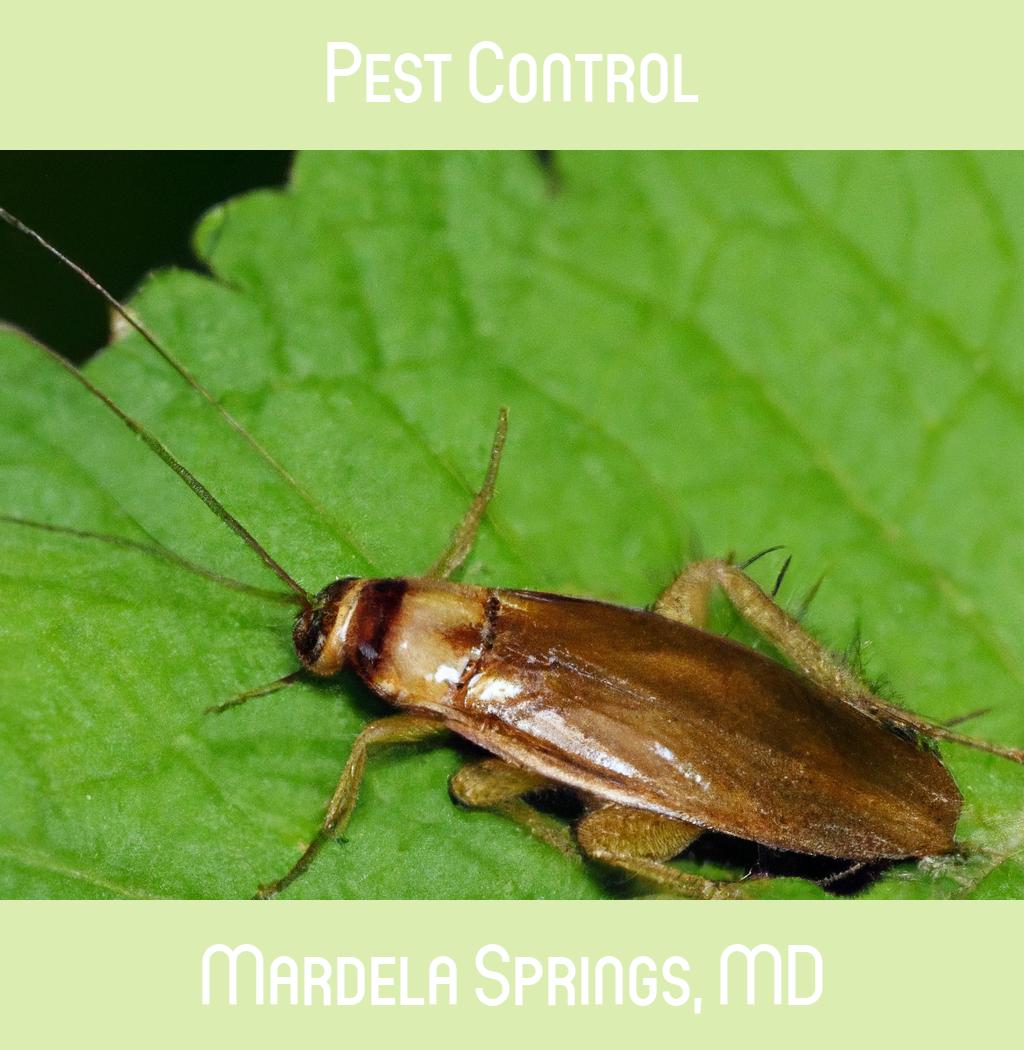 pest control in Mardela Springs Maryland