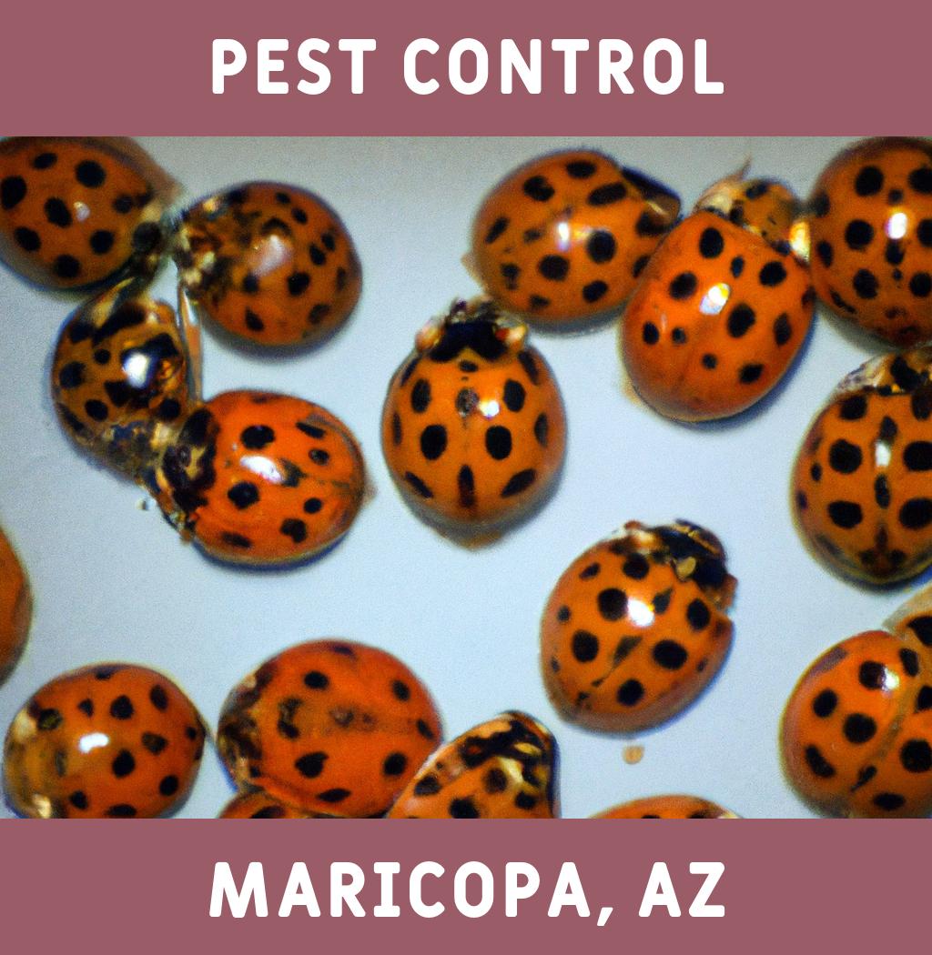 pest control in Maricopa Arizona