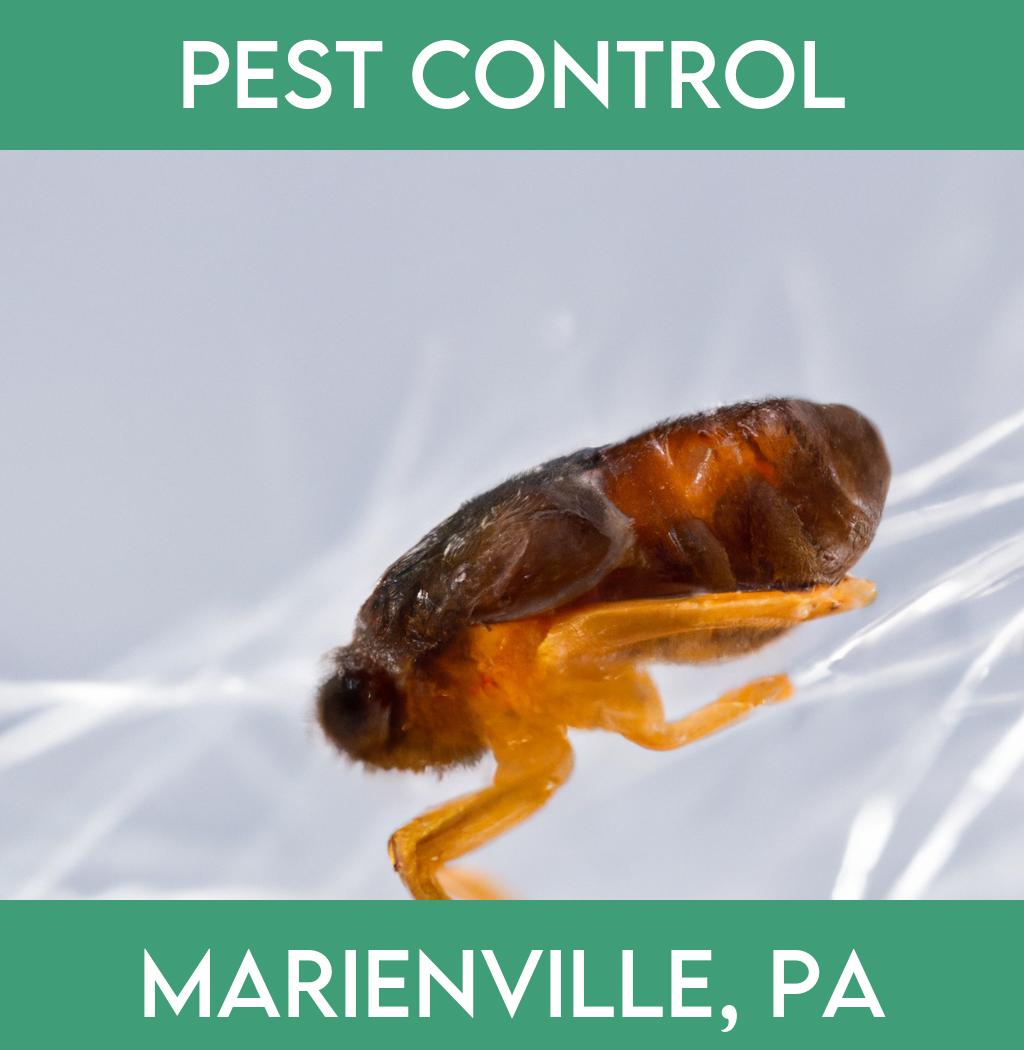 pest control in Marienville Pennsylvania