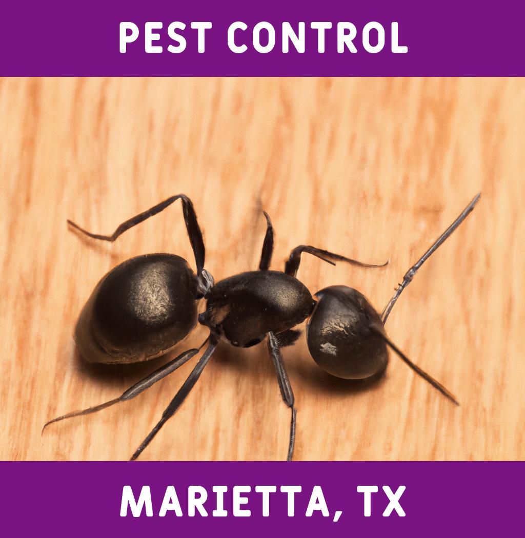 pest control in Marietta Texas