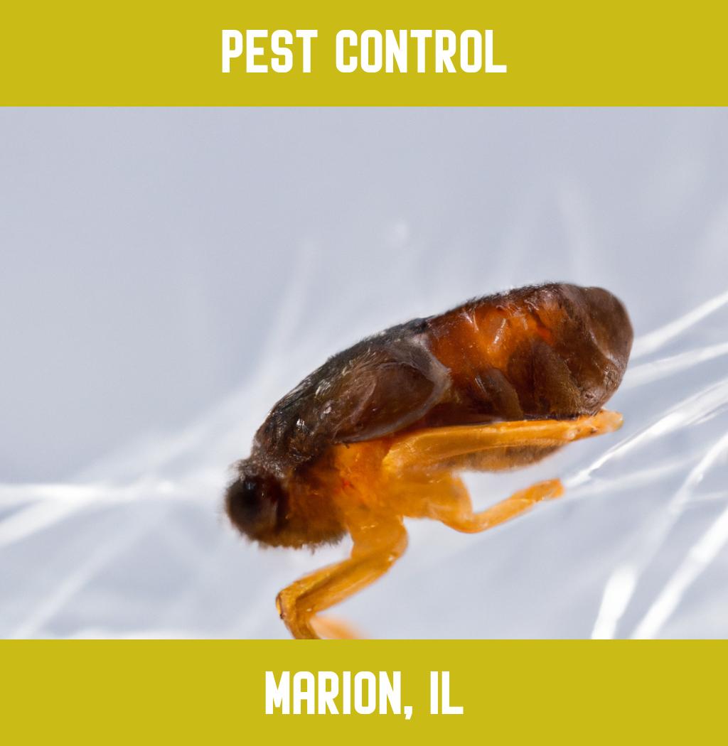 pest control in Marion Illinois
